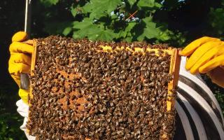 Young Reporter Interview with a Beekeeper Amelia Stay King Alfred's
